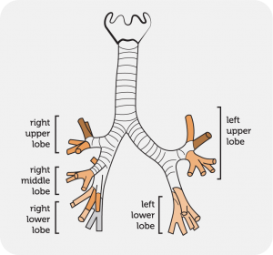 Gravity Assisted Drainage - Bronchiectasis