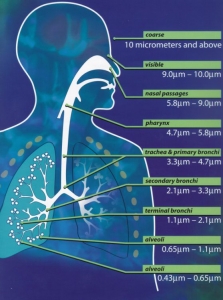 Inhalation Therapy via a Nebuliser - Bronchiectasis