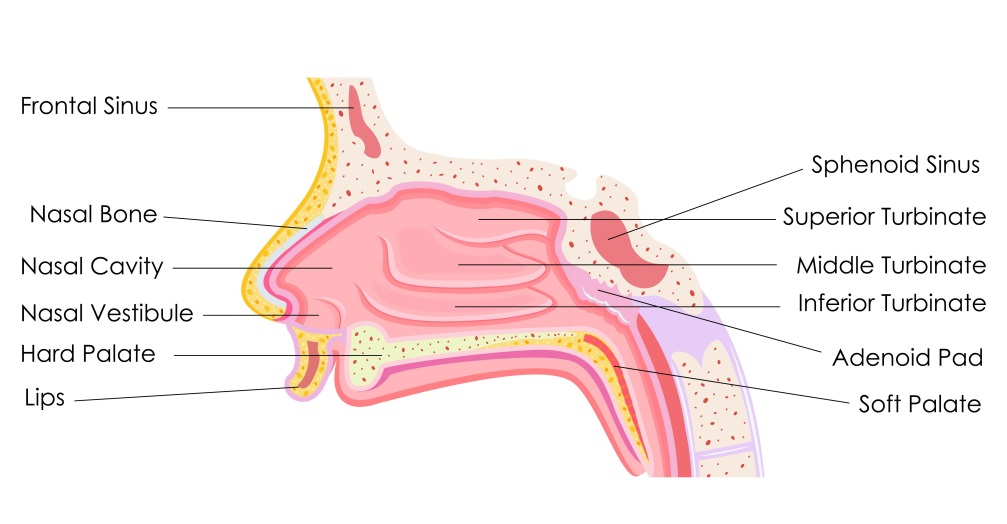 Nasal sinus on sale