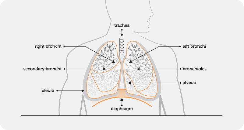 The lungs